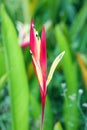 Birds of paradise flower Royalty Free Stock Photo