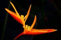 Birds of paradise flower Royalty Free Stock Photo