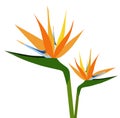 Birds of Paradise Flower silhouette-vector Royalty Free Stock Photo