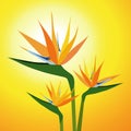 Birds of Paradise Flower-vector Royalty Free Stock Photo