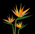 Birds of Paradise Flower - Vector Illustration Royalty Free Stock Photo