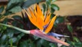 Birds of paradise plant blooming brightly Royalty Free Stock Photo