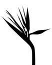 Birds of paradise silhouette-vector Royalty Free Stock Photo