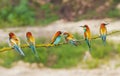 birds of paradise sit on a branch Royalty Free Stock Photo