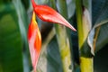 Birds of paradise Royalty Free Stock Photo