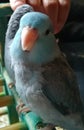 Pretty baby Pacific blue parrotlet
