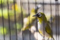 Birds at the Pasar Ngasem Market in Yogyakarta, Central Java, In Royalty Free Stock Photo