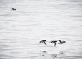 Birds passing in group with one outsider