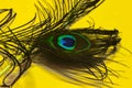 birds peafowl on yellow,close up view birds tail,feathers of birds,peacock Royalty Free Stock Photo