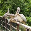 Birds pelicans on railing Royalty Free Stock Photo