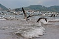 Birds Pelicans and Seagulls in flight over surf