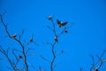 Birds perch on the dry tree