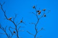 Birds perch on the dry tree