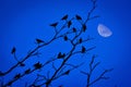 Birds perch on the dry tree