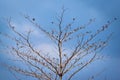 Birds perch on the dry tree