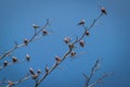 Birds perch on the dry tree