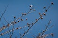 Birds perch on the dry tree