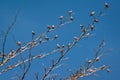 Birds perch on the dry tree