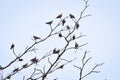 Birds perch on the dry tree