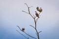 Birds perch on the dry tree