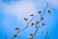 Birds perch on the dry tree