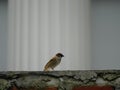 Birds perch on the wall