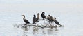 Birds perched on driftwood