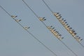 Birds perched in electric chords