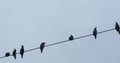 Birds perched on electrical wire Royalty Free Stock Photo