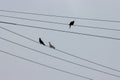 Birds perched on electrical wires in a cloudy day Royalty Free Stock Photo