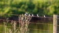 A line of birds on a wire fence Royalty Free Stock Photo