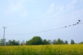 Birds perched on wires