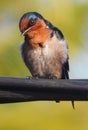 birds perched on wires in style when photographed with cool and shameless