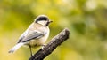 Birds perching on branches in the forest