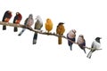 Birds Perching