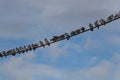 Birds perching on power line with sky on background, Auckland, New Zealand