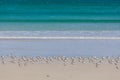 Birds perching on white sand of Cape Bridgewater ocean beach, Australia.