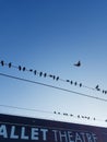 Birds on phone lines