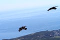 Birds photo. Two ravens in flight, black bird on blue sea bakground. Royalty Free Stock Photo