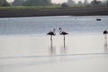 Birds Photography Morning look