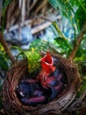 Birds photography nature wildlife wildlifephotography