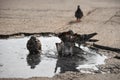 Birds pigeons bathe in puddle water in hot weather in the city