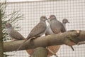 Birds Pigeons in cage on branch