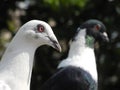 Birds, pigeons, gulls, ducks, flamingos, feathers, fluffy wings, flying in the sky Royalty Free Stock Photo