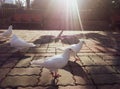 Birds, pigeons, gulls, ducks, flamingos, feathers, fluffy wings, flying in the sky Royalty Free Stock Photo