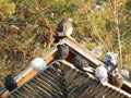 birds pigeons sit on the roof of the dovecote