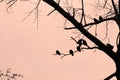 Birds pigeons sitting on a tree branch monochrome drawing black orange