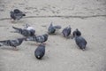 Birds pigeons walking on the city street on the grey asphalt