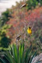 Birds on the plant