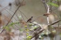 Birds playing tougher on a twig having fun as usual. Brown colored small beak creatures are tiny and fast Royalty Free Stock Photo